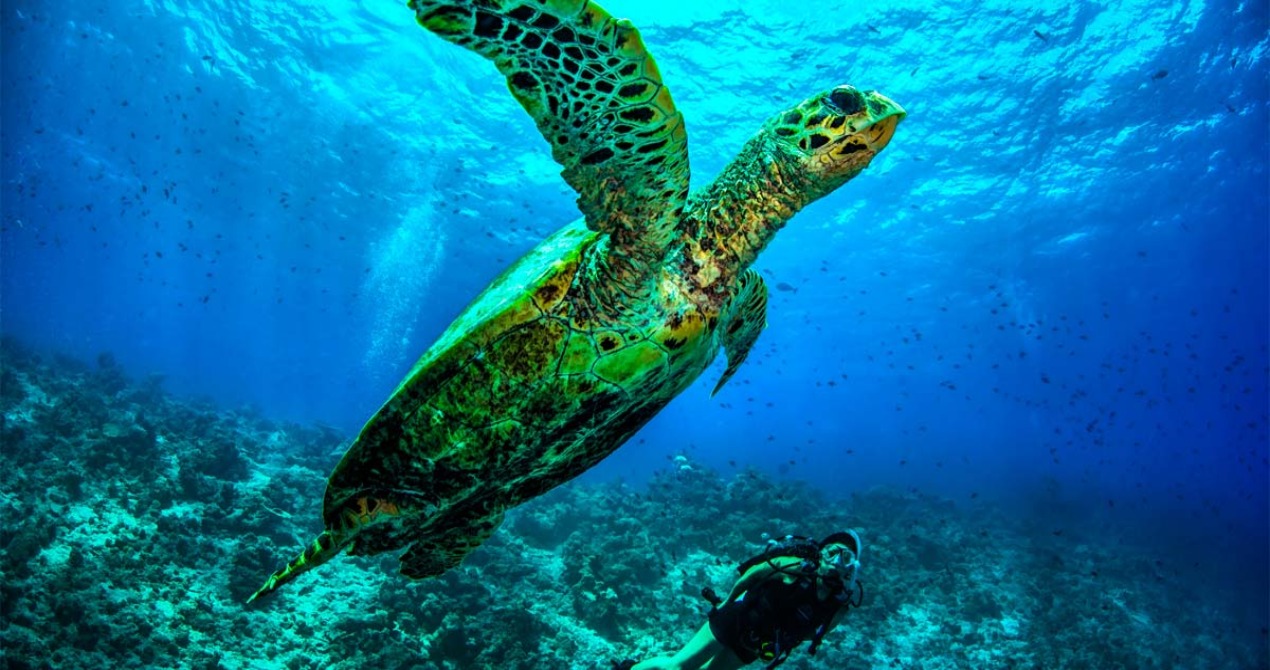 Dusit Thani Maldives